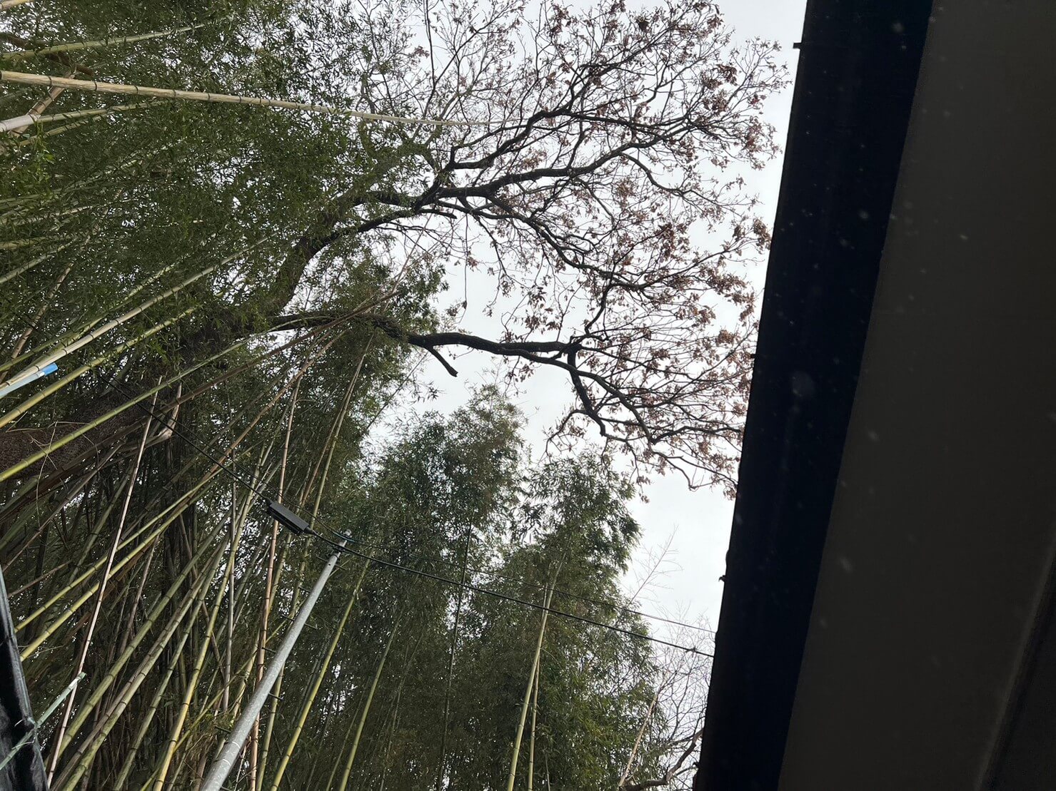 荒れた竹林から大きく飛び出たクヌギの枝
